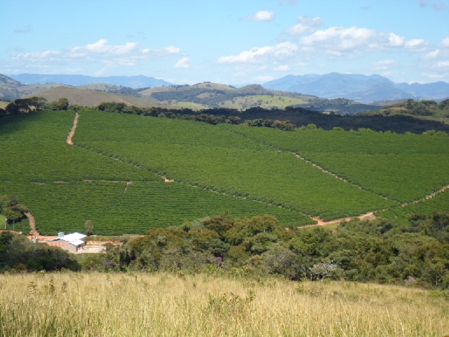 Foto 1 - Fazenda 206 hectares caf colheita mecanizada